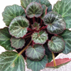 Saxifraga extract - Metabon Composition 